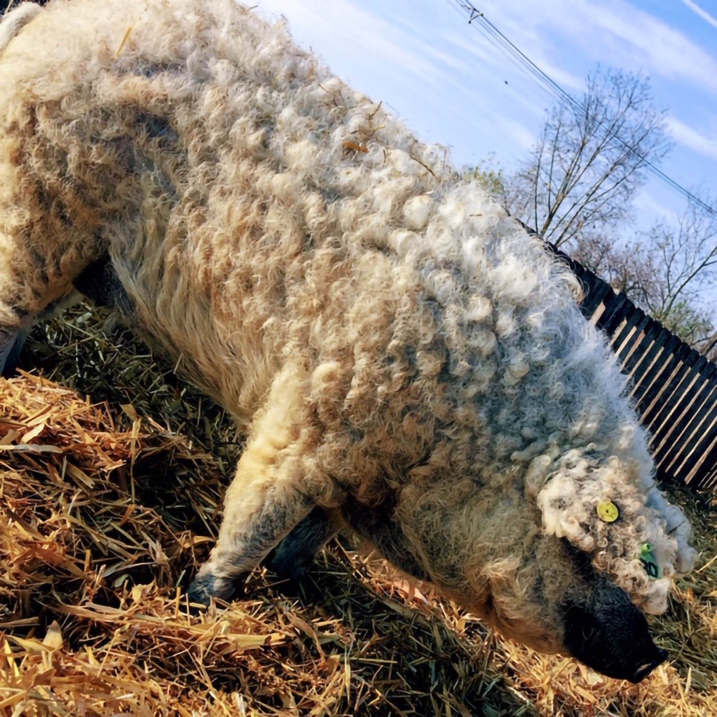 A mangalica göndör gyapja