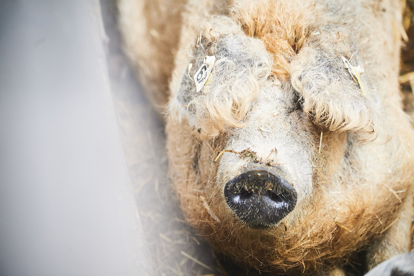 Göndör szőrű mangalica közelről