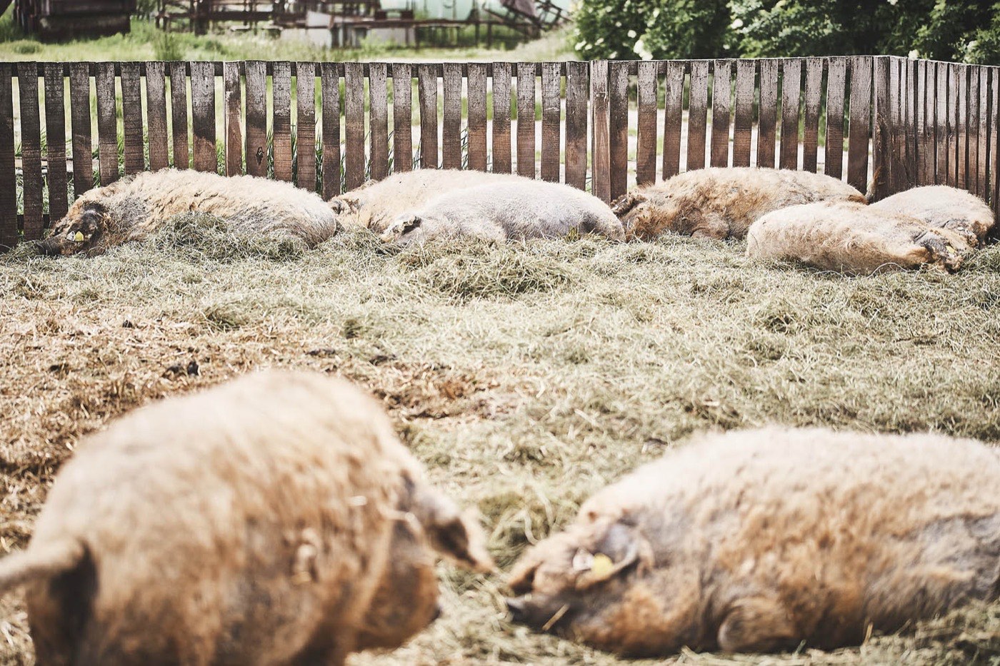 Pihenő mangalicák a szalmán