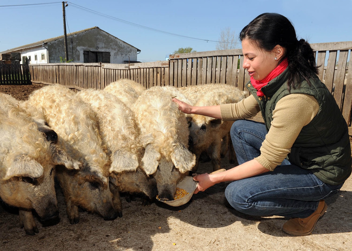 Fekete Zsóka mangalica malacokat etet